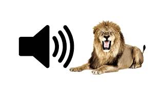 Lion Roar  Sound Effect [upl. by Koerner311]