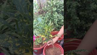 Croton Gold Dust 🌻🌻 homegardening wintergardening youtubeshorts shorts indoreplants flowers [upl. by Tade348]