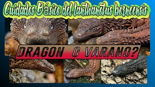 Cuidadoa Básicos Del Varano Sin Oidos De Borneo lanthanotus borneensis [upl. by Nylesor]