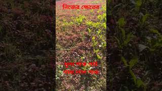 লাল শাকপাট শাকমুলা শাক।।laljutemula vegetables নিজের ক্ষেতের বিষমুক্ত শাক।।krishi dibanishi yt [upl. by Ikey]