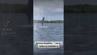 Sursaut des dauphins 🐬 îles du Saloum Sénégal sénégal tendance dauphin [upl. by Garibold]