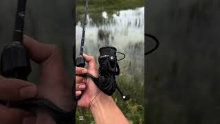 Daiwa Revrosdaiwareels spinningreel fishing fypシ゚viral trending viralshorts [upl. by Froma]