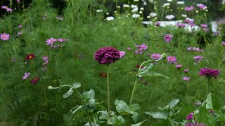 How to space annuals in a cut flower garden Northlawn Flower Farm [upl. by Grindle667]