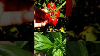 🌿🍅🐝 Tomate  Albahaca 👉 Cosecha más [upl. by Perlman]