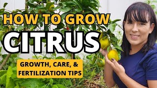 Citrus Grow Guide How to Grow Care amp Fertilize Citrus Trees fruit garden gardeningtips citrus [upl. by Pleione419]