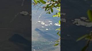 Cazando tararíras monstruosas en aguas claras pesca pescandogigantes riodegigantes [upl. by Trepur]