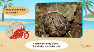 L2 034 Meet the Animals 34 Land Hermit Crab [upl. by Ahseat]