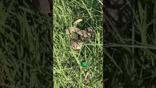 🐍 Encounter with a Western Diamondback 🧪 snakes shorts rattlesnake diamondback herping [upl. by Oria227]