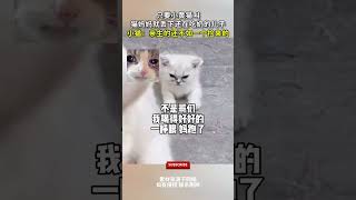 只要小黄猫叫，猫妈妈就丢下还在吃奶的儿子，小猫：亲生的还不如一个捡来的！pets 猫咪 萌寵 [upl. by Ylyl]