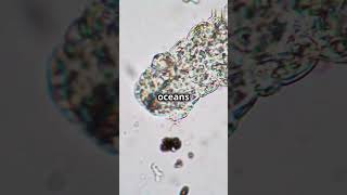 Tardigrades Amazing Microscopic creatures Can Survive in Space shorts survival science biology [upl. by Ramaj7]