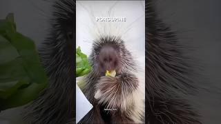 Porcupine shorts viralvideo trending [upl. by Pisano]