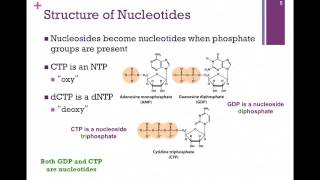 153Nucleotides amp DNA [upl. by Oterol939]