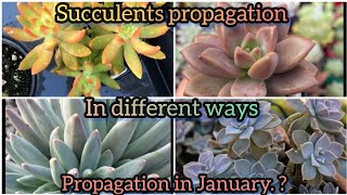 succulents propagation in different ways  succulents propagation in January Grow green 445 [upl. by Aleyak]