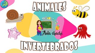 Animales Invertebrados  Aula chachi  Vídeos educativos para niños [upl. by Tiffani]