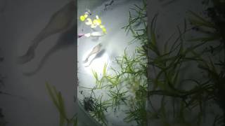 Guyss chilli mosaic breed akumm guysss aquarium guppykerala guppy fish guppyvalarthal vlog [upl. by Rew]