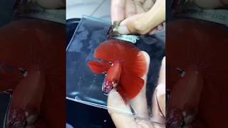 Does this hurt the betta fish  Fish Tank Review 283 [upl. by Rogerg]