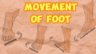 Movements Of FOOT 🦶DORSIFLEXION AND PLANTAR FLEXION INVERSION AND EVERSION [upl. by Parsons]