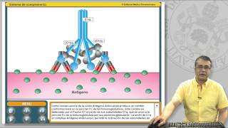 111 EL SISTEMA DE COMPLEMENTO Y SUS RECEPTORES [upl. by Ennayar169]