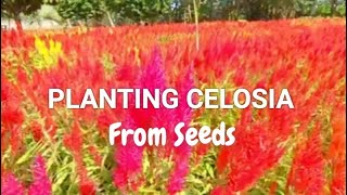 PAANO MAGTANIM NG CELOSIA  Celosia Propagation From Seeds [upl. by Cirek]