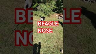 Beagle nose knows beagles beagletv country [upl. by Gem290]