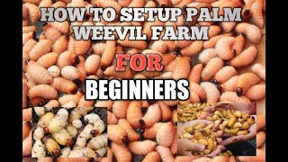 HOW TO SETUP PALM WEEVIL FARM BEGINNERS [upl. by Landes]