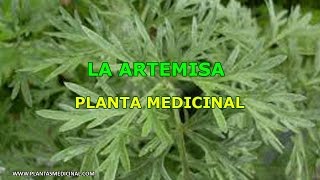 La Artemisa  Propiedades y Beneficios [upl. by Ventura238]