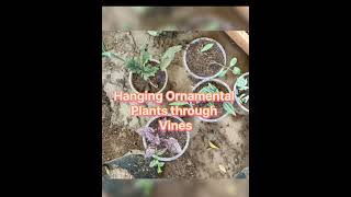 How to Regrow Plants gardening gardenplants garden propagations viralshorts [upl. by Aicnom313]