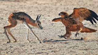 Abandoned Baby Buck gets Attacked by Eagles [upl. by Irvin]