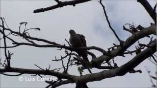 Paloma Maraquita  Columbina squammata  Scaled Dove COLUMBIDAE [upl. by Gasperoni]