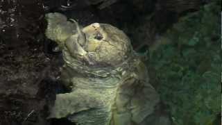 Alligator Snapping Turtle Feeding  Cincinnati Zoo [upl. by Hitt]