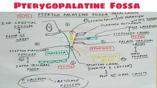 Pterygopalatine Fossa  Part 1  Diagram  Head and Neck Anatomy  TCML [upl. by Timoteo]