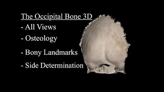 The Occipital Bone Anatomy 3D Parts Landmarks and Explanation [upl. by Stephenie]