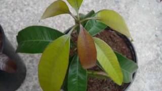 Mango growing from seed in Ireland update [upl. by Runstadler]