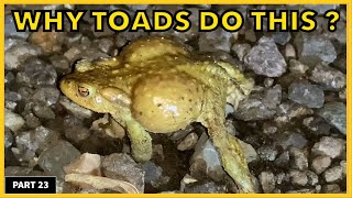 Things You Need To Know About TOADS  BUFO BUFO [upl. by Aihsekin405]