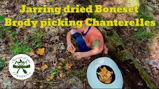 Jarring dried Boneset and Brody picking Chanterelles [upl. by Zela]