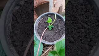 How To grow Propagate Strawberry  Best Technique [upl. by Anij]