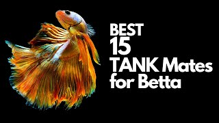 Top 15 Betta Tank Mates You Can Try explained  in 10 minutes [upl. by Peedus]