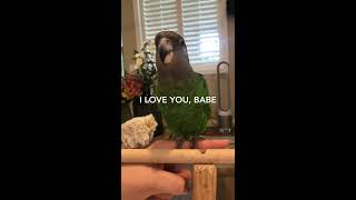 1 BEST TALKING BROWN HEADED AFRICAN PARROT RIGHT [upl. by Bettine]