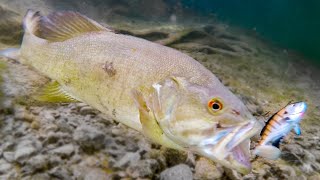 How Fish React To Different Lures Underwater Bite Footage [upl. by Eta]