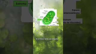 CLOROPLASTOS BAJO el MICROSCOPIO🌱🔬 [upl. by Sinnal]