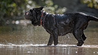 The Neapolitan Mastiff Dog partie 1 [upl. by Lennahs]