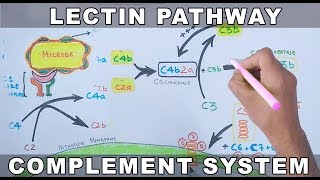 Lectin Pathway of Complement System [upl. by Lenwood552]