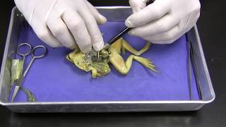 Frog Dissection [upl. by Aicinoid472]