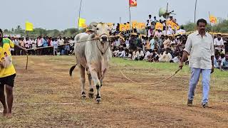 Beast amp New Bull court entry RK gari junior Bulls Vetapalem in pokuru [upl. by Ardnic]