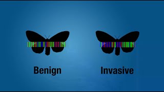 DNA Barcoding [upl. by Ashelman]