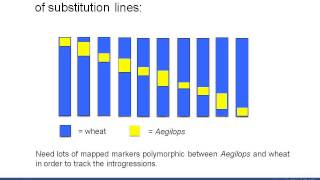 A public Axiom SNP chip for wheat and its wild relatives [upl. by Enovi]