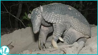 Natures Armoured Miracles Armadillos [upl. by Edivad213]