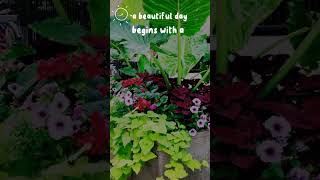 gardening pleasures with beautiful vibes shortsviral gardening grow flowers of different types [upl. by Elleyoj]