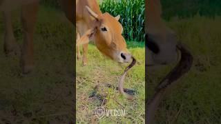 Cobra vs Cow The Ultimate Showdown [upl. by Neik]