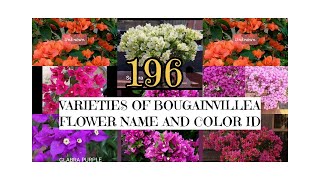 196 Varieties of Bougainvillea Flower Name and Colour IDbougainvillea bougainvilleaflower flowers [upl. by Lunnete]